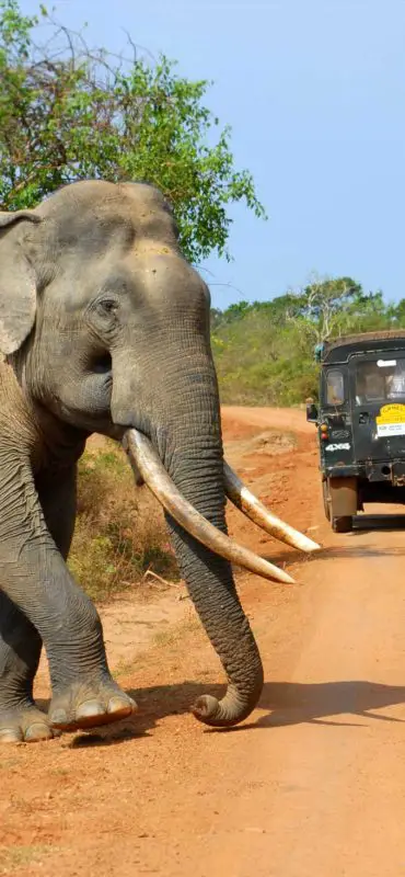 Elephant-Yala-National-Park-Sri-Lanka-Surf-Travel-3