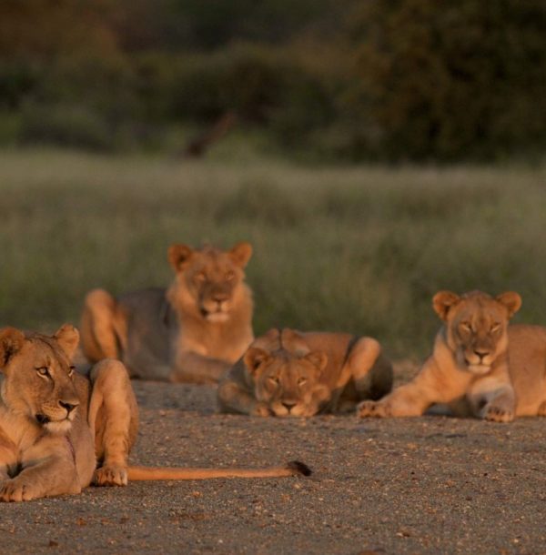 Jumbari Family Safaris