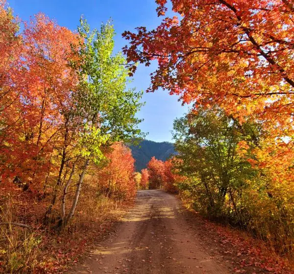 Fall colors down a dirt road in the Cub River Area. Original public domain image from Flickr