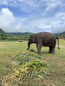 ElephantPark1